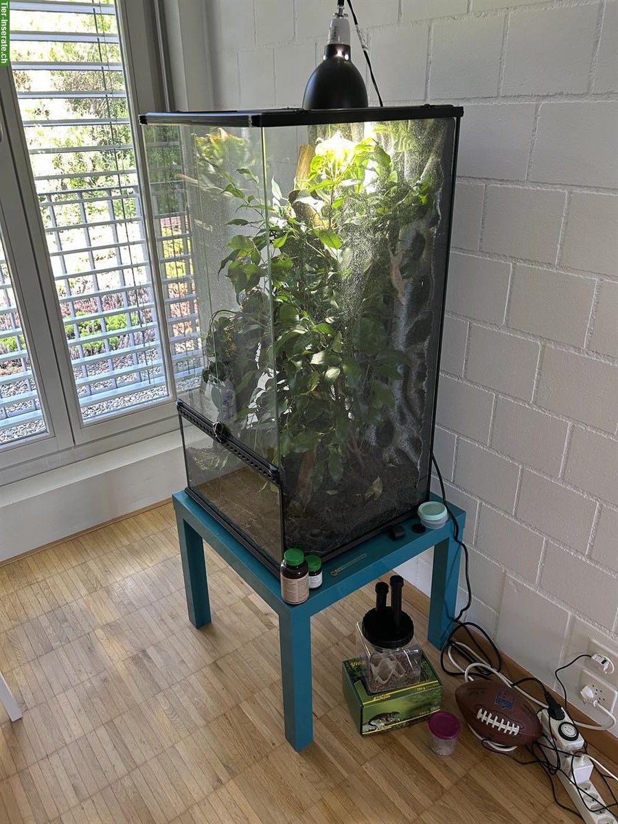 Bild 6: Kronengecko sucht neues Zuhause – mit komplettem Terrarium-Set
