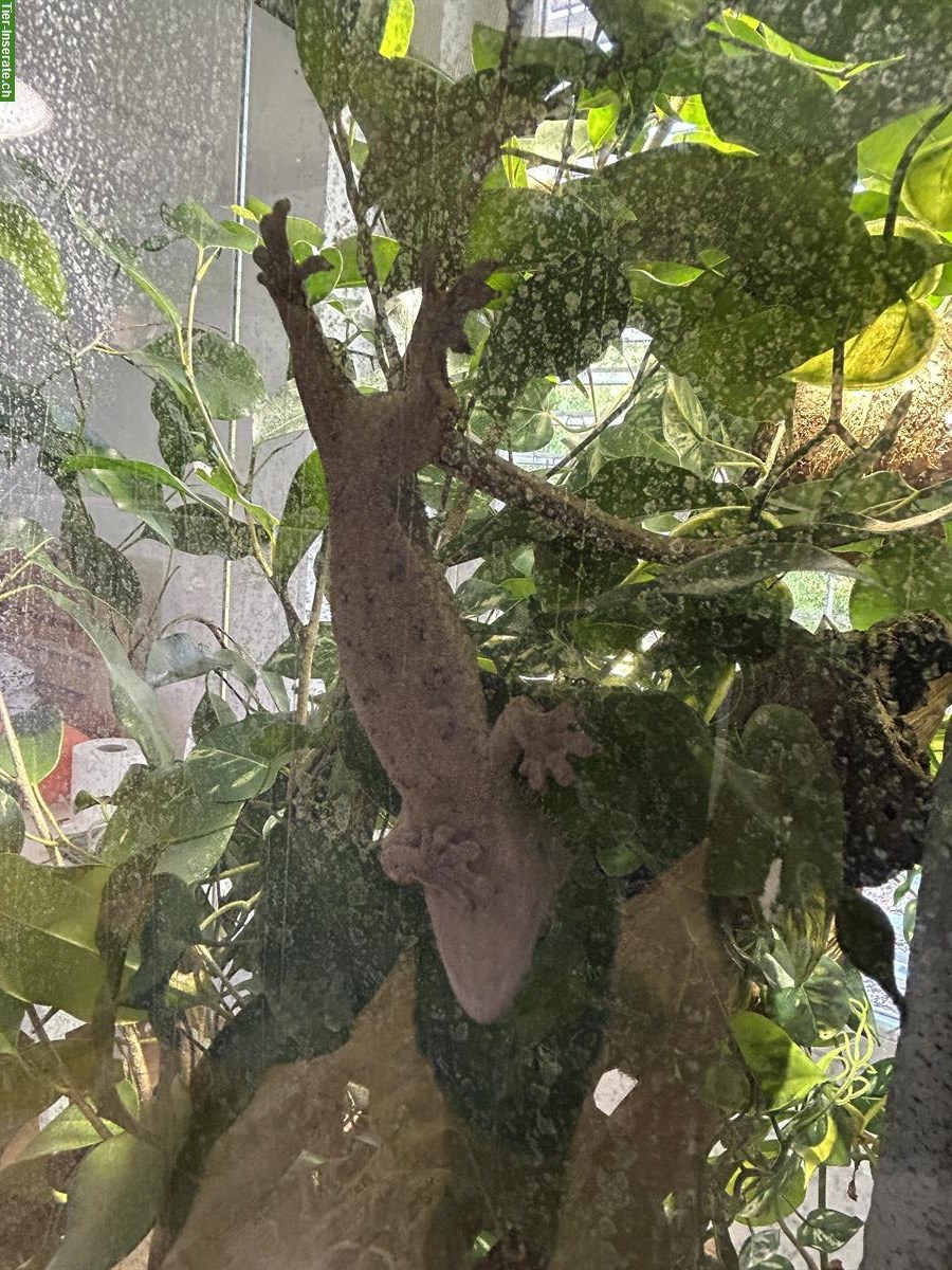 Bild 7: Kronengecko sucht neues Zuhause – mit komplettem Terrarium-Set