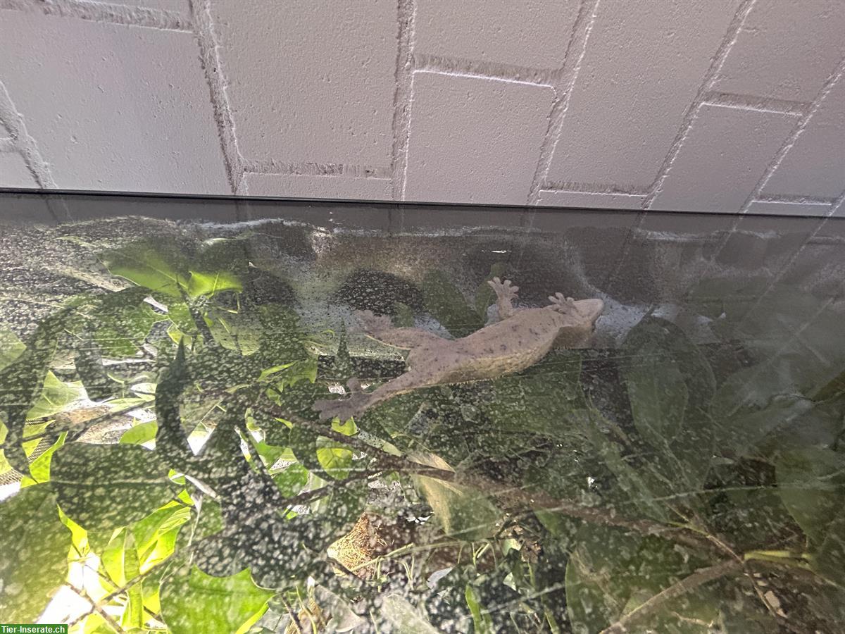 Bild 8: Kronengecko sucht neues Zuhause – mit komplettem Terrarium-Set