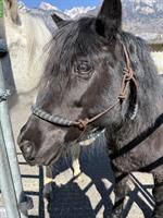 Wunderschöne Pony Stute zu verkaufen