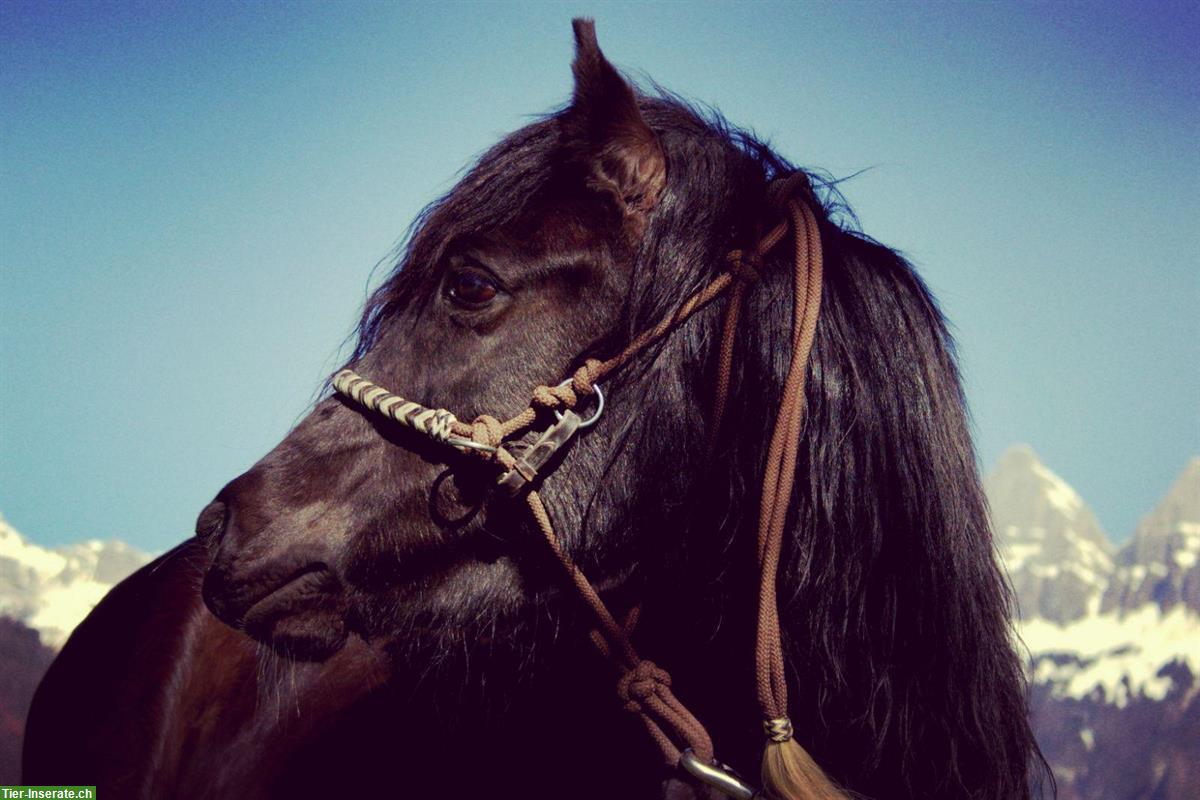 Bild 2: Wunderschöne Pony Stute zu verkaufen