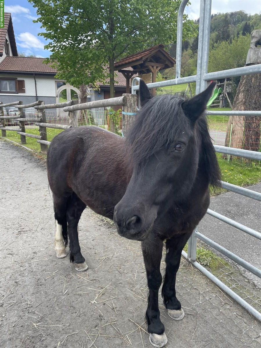 Bild 3: Wunderschöne Pony Stute zu verkaufen
