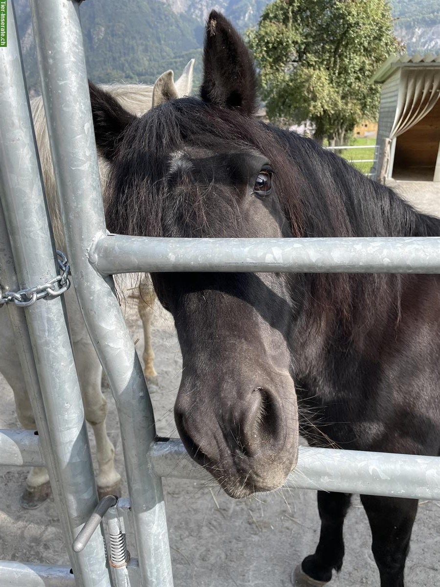 Bild 4: Wunderschöne Pony Stute zu verkaufen