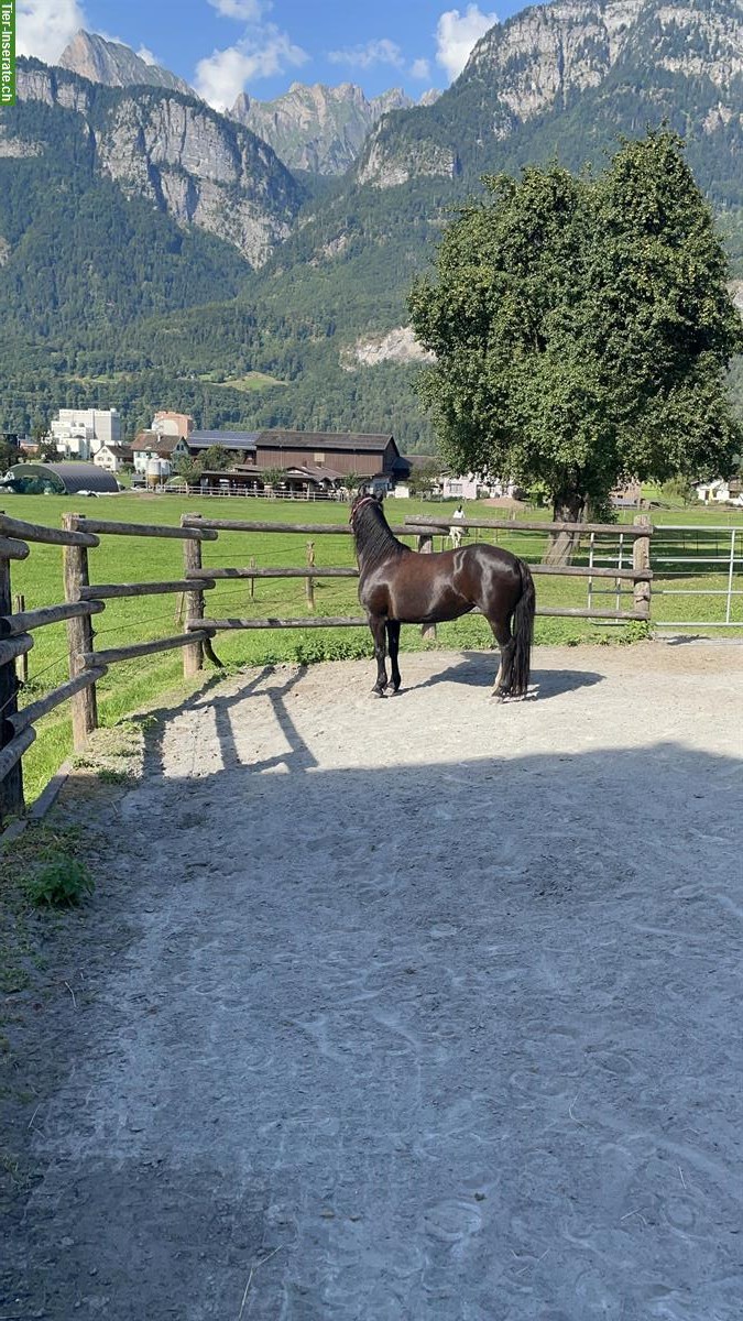 Bild 5: Wunderschöne Pony Stute zu verkaufen