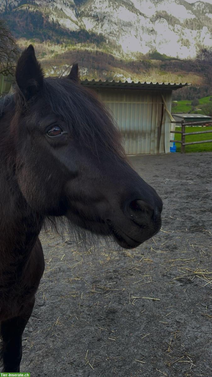 Bild 7: Wunderschöne Pony Stute zu verkaufen