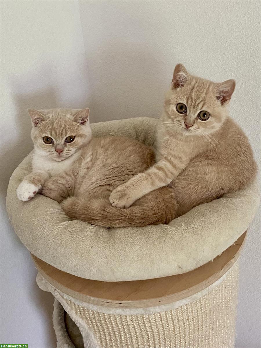 2 BKH Katerchen suchen ein Zuhause