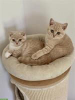 2 BKH Katerchen suchen ein Zuhause