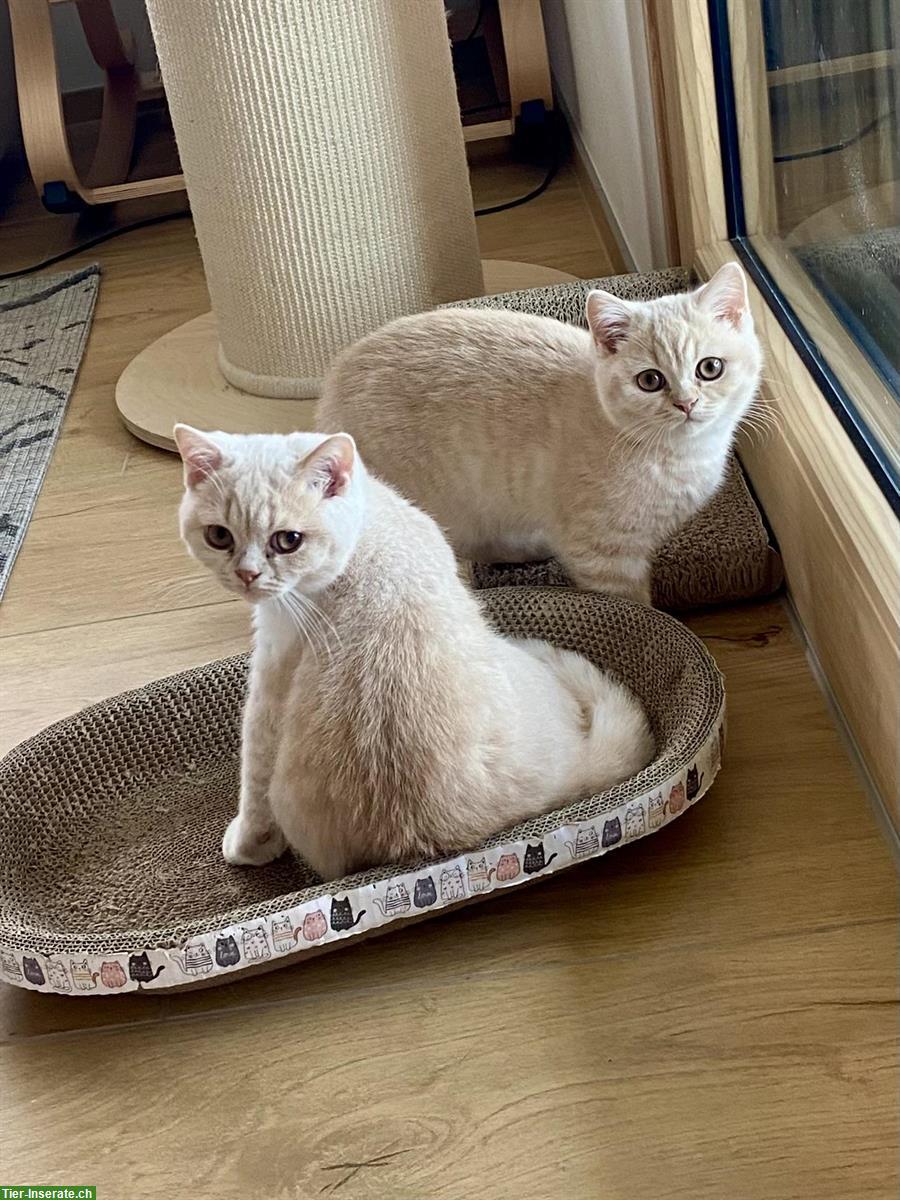 Bild 2: 2 BKH Katerchen suchen ein Zuhause