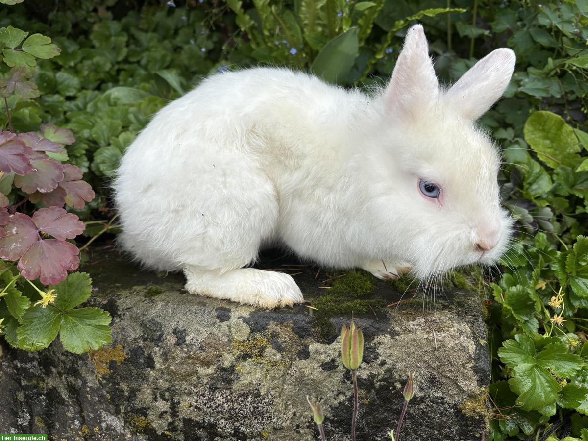 Löwenkopf Zwergkaninchen Häsin sucht neues Zuhause