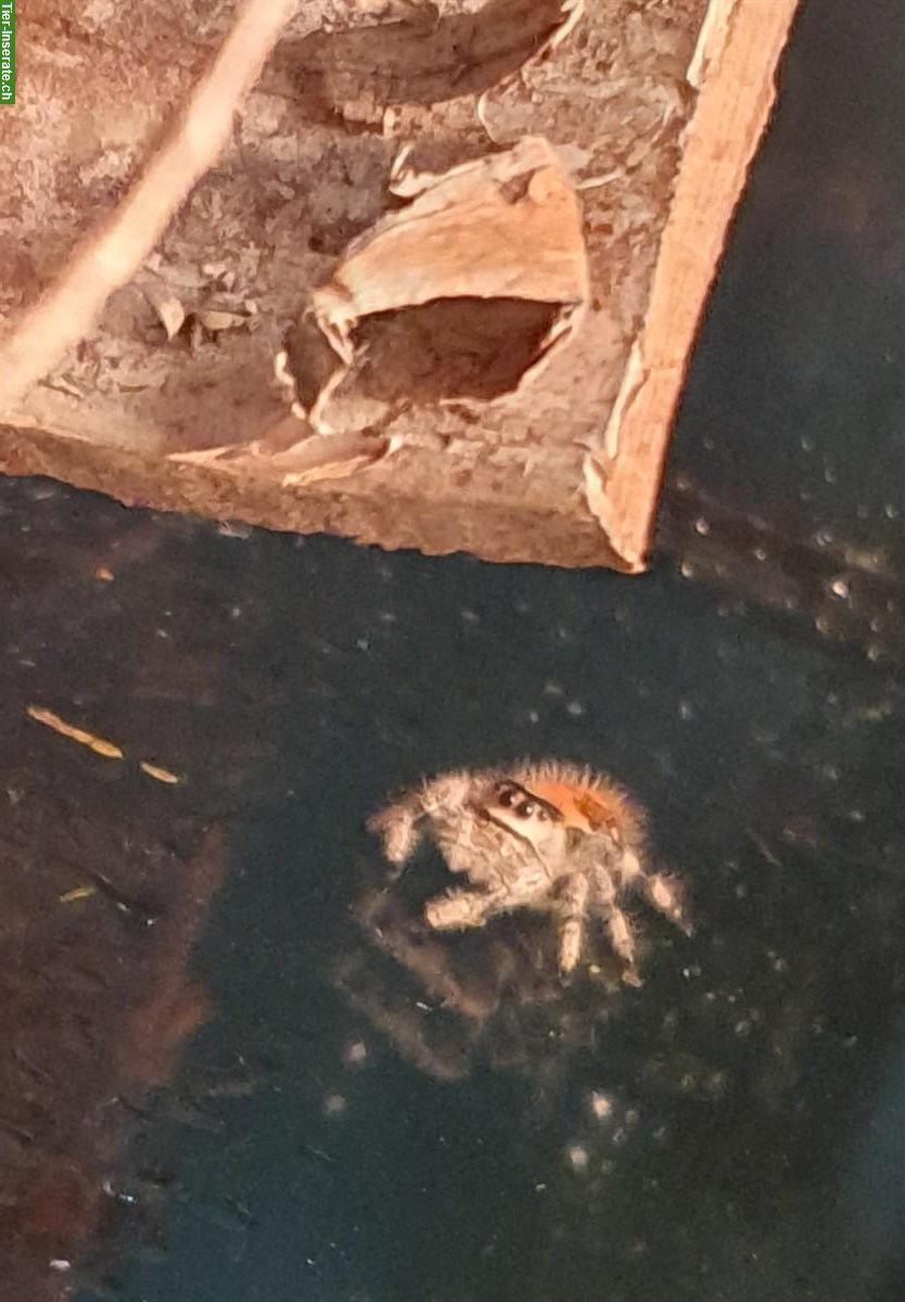 Springspinnen (Phidippus Regius Trinidad) abzugeben