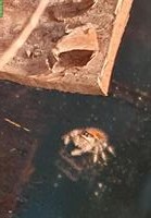 Springspinnen (Phidippus Regius Trinidad) abzugeben