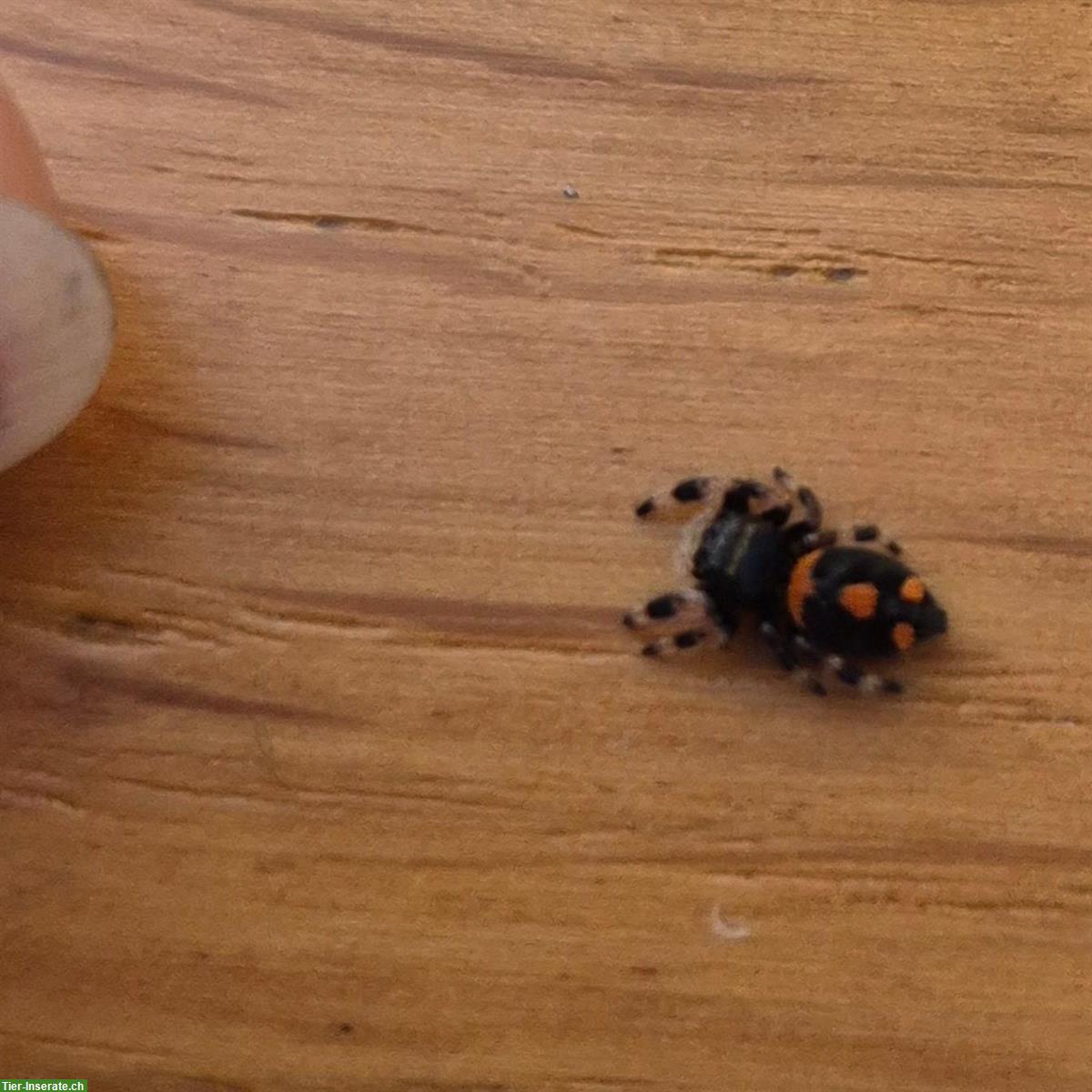 Bild 2: Springspinnen (Phidippus Regius Trinidad) abzugeben