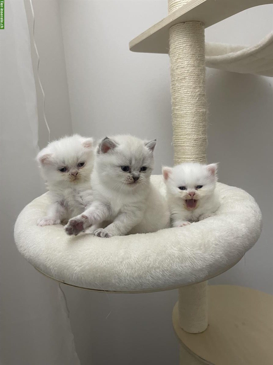Britisch Kurzhaar Kitten, weiblich zu verkaufen