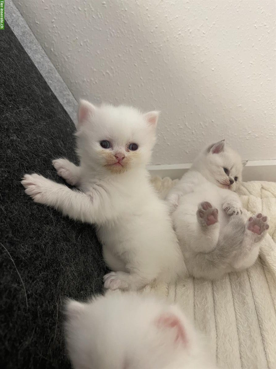 Bild 2: Britisch Kurzhaar Kitten, weiblich zu verkaufen