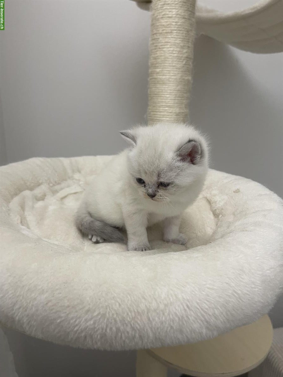 Bild 3: Britisch Kurzhaar Kitten, weiblich zu verkaufen