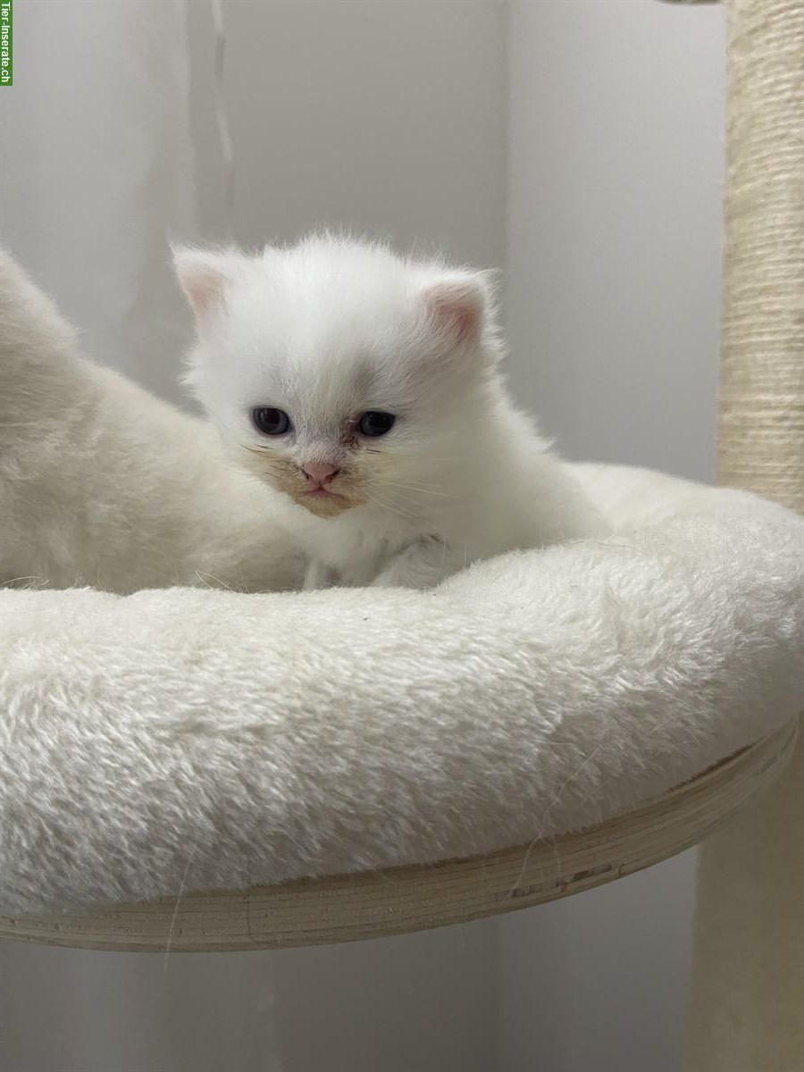Bild 4: Britisch Kurzhaar Kitten, weiblich zu verkaufen