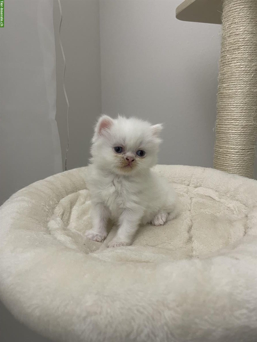 Bild 5: Britisch Kurzhaar Kitten, weiblich zu verkaufen