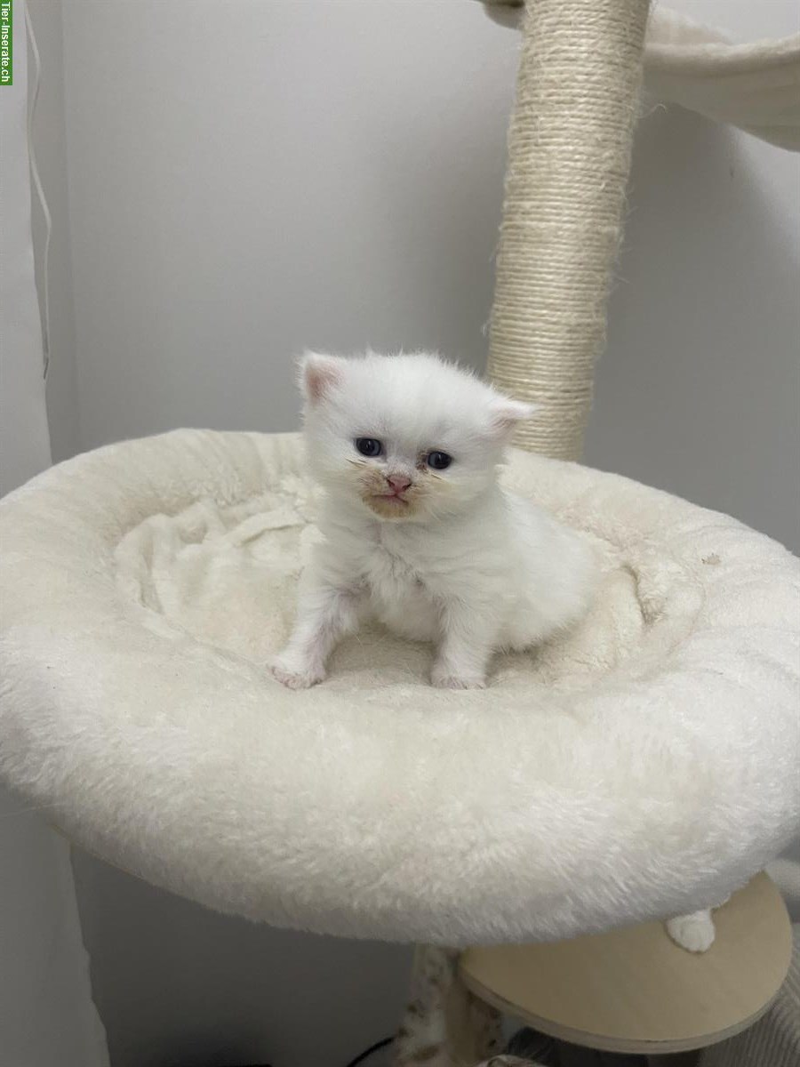 Bild 6: Britisch Kurzhaar Kitten, weiblich zu verkaufen