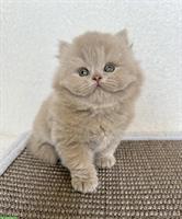 Reinrassige BKH / BLH Kitten mit Stammbaum