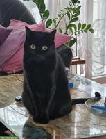 4-jähriger Kater schwarz sucht dringend neues zuhause!