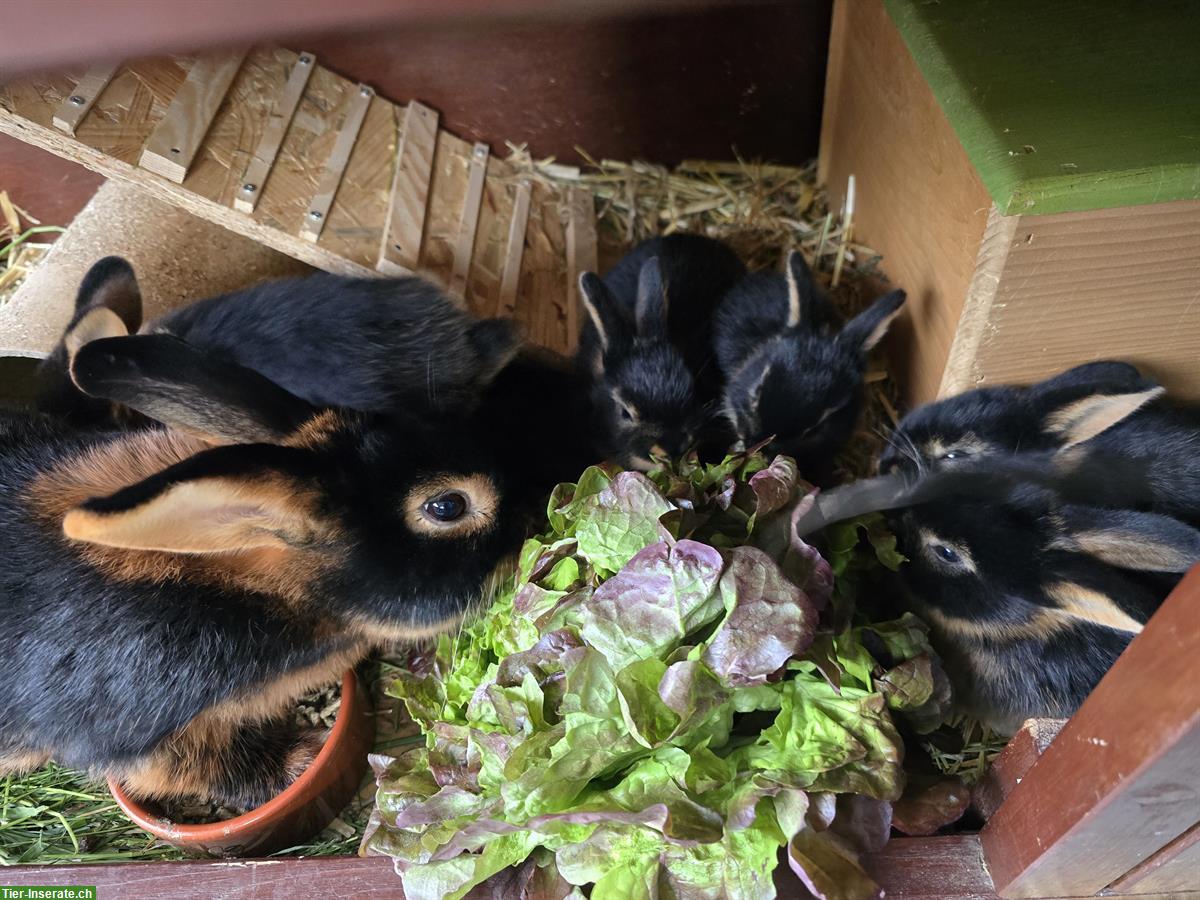 Bild 2: Junge Schwarz-Loh Kaninchen, reinrassig
