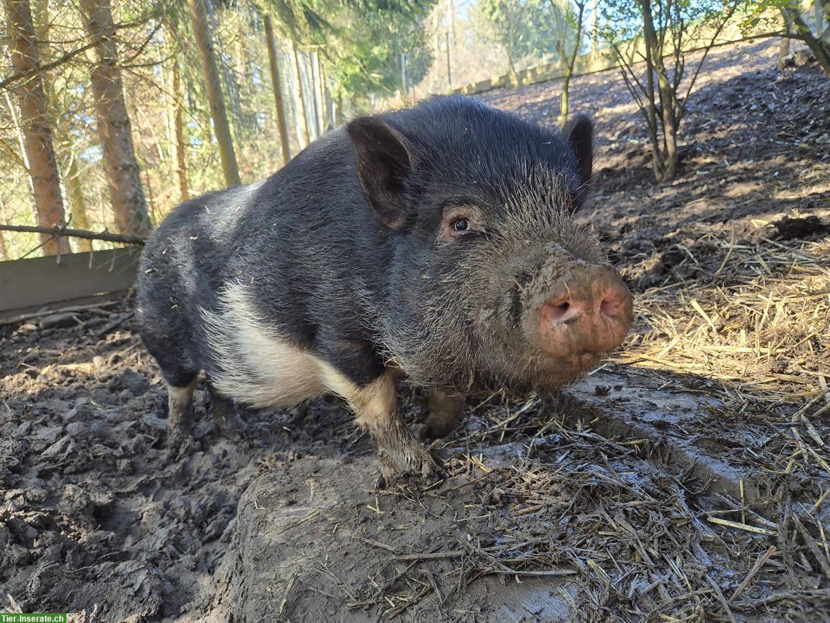 Minischwein Pinocchio, kastriert 2-jährig abzugeben