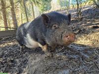 Minischwein Pinocchio, kastriert 2-jährig abzugeben