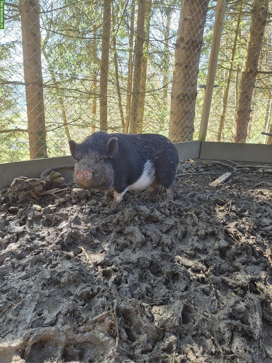 Bild 2: Minischwein Pinocchio, kastriert 2-jährig abzugeben