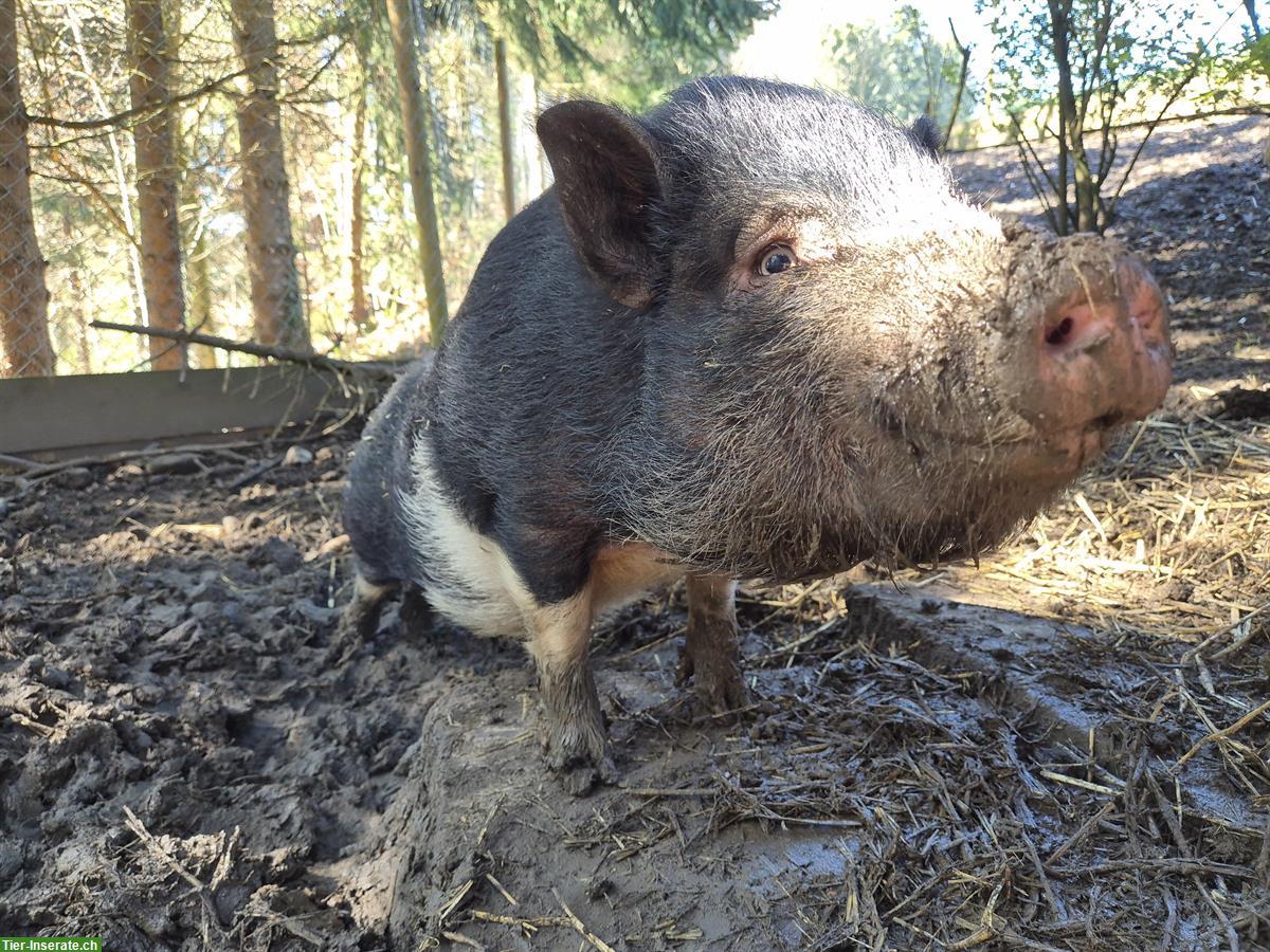 Bild 3: Minischwein Pinocchio, kastriert 2-jährig abzugeben