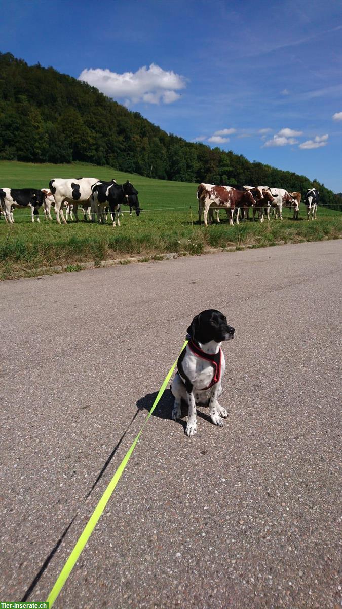 Suchen Hundebetreuung für unseren Liebling, Reinach BL