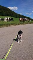Suchen Hundebetreuung für unseren Liebling, Reinach BL