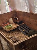 3 Meerschweinchen mit Käfig abzugeben
