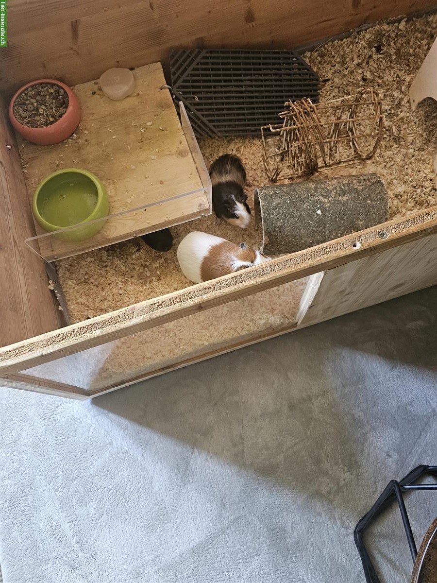 Bild 2: 3 Meerschweinchen mit Käfig abzugeben