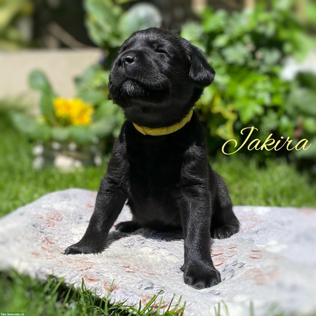 Zauberhafte Labrador Welpen zu vergeben