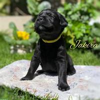 Zauberhafte Labrador Welpen zu vergeben