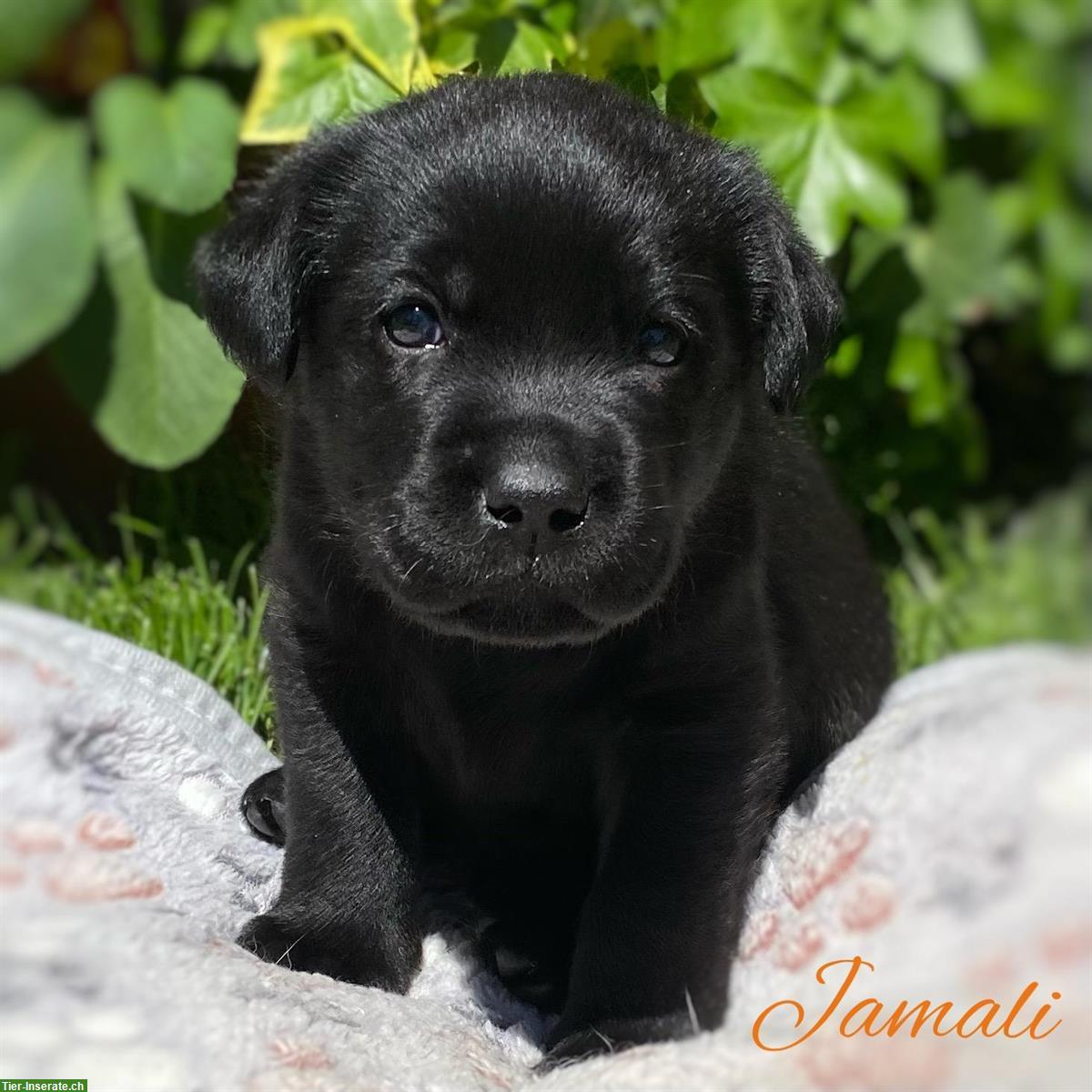 Bild 4: Zauberhafte Labrador Welpen zu vergeben