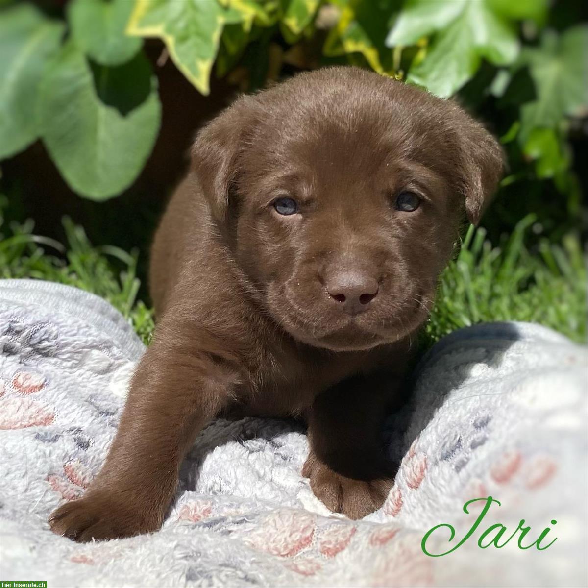 Bild 5: Zauberhafte Labrador Welpen zu vergeben