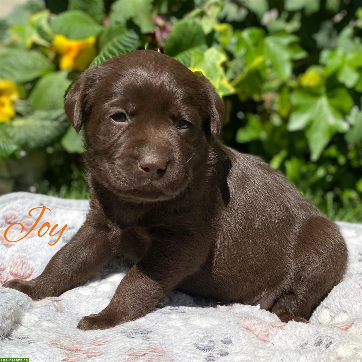 Bild 6: Zauberhafte Labrador Welpen zu vergeben