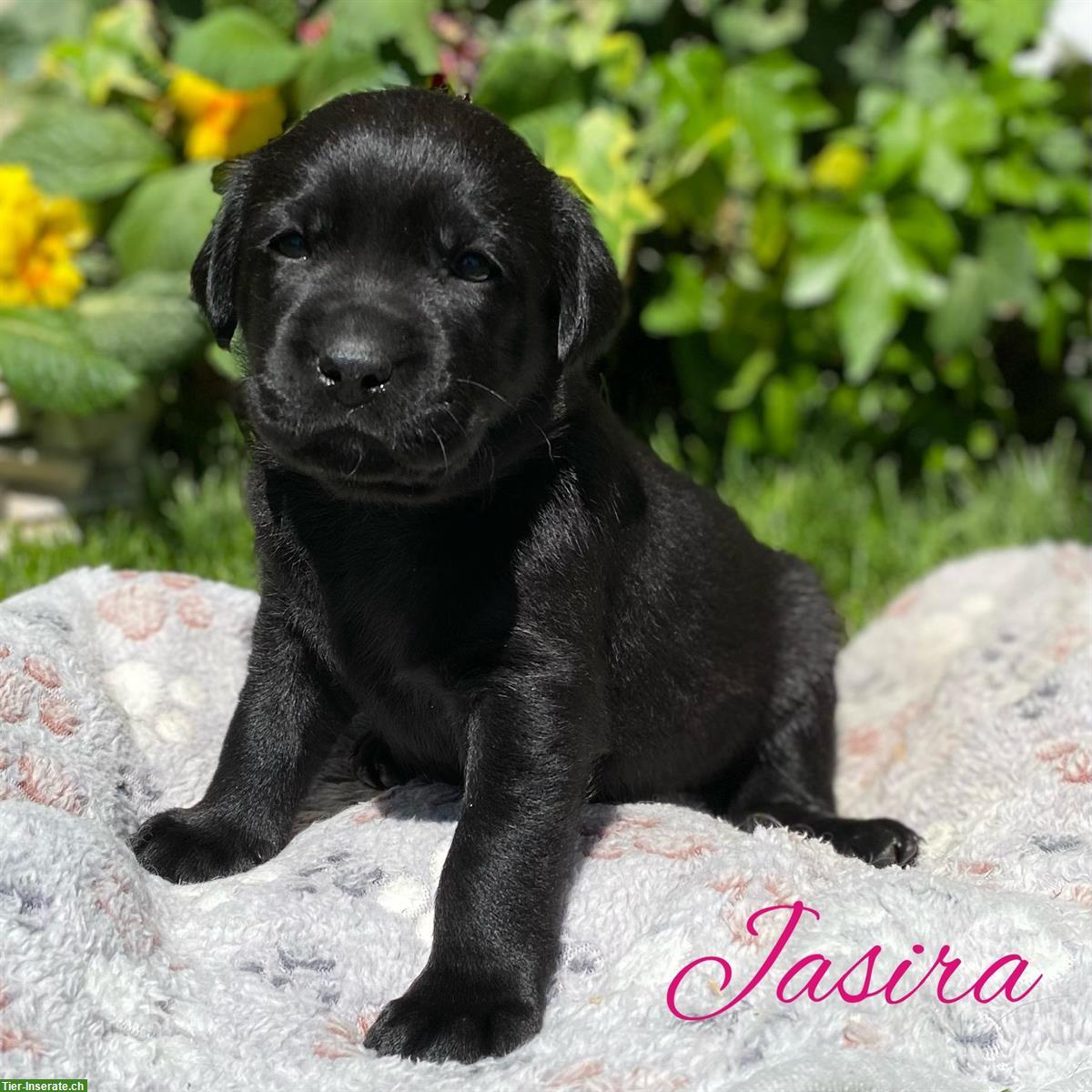 Bild 7: Zauberhafte Labrador Welpen zu vergeben