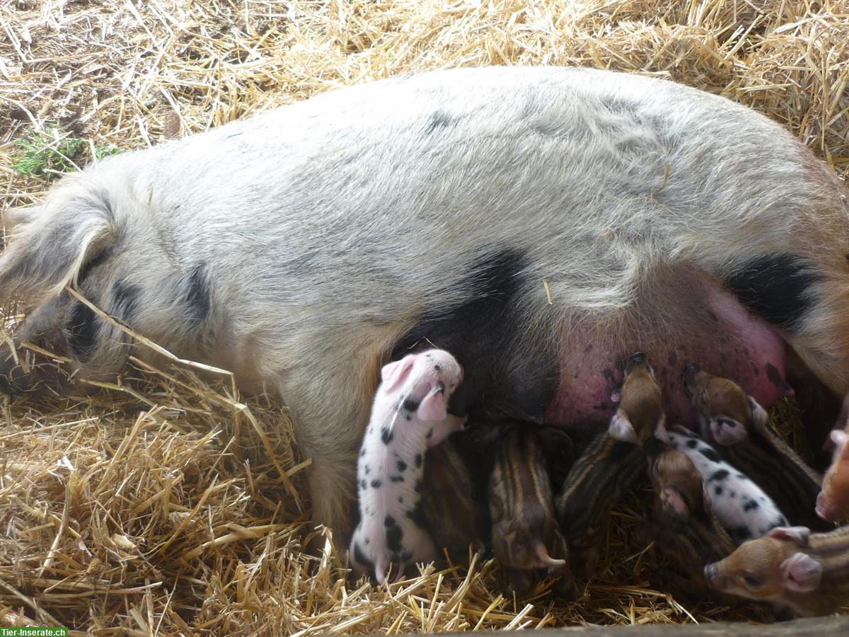 Duroc x Turopolje / Wollschwein zu verkaufen