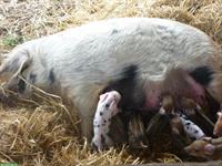 Duroc x Turopolje / Wollschwein zu verkaufen