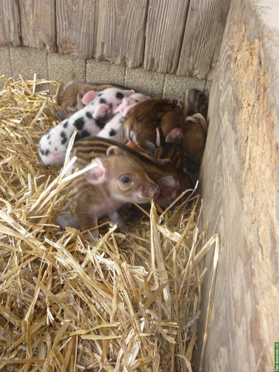 Bild 2: Duroc x Turopolje / Wollschwein zu verkaufen