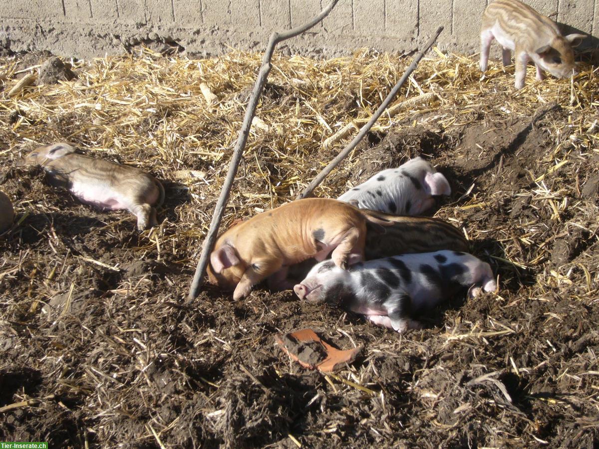 Bild 3: Duroc x Turopolje / Wollschwein zu verkaufen