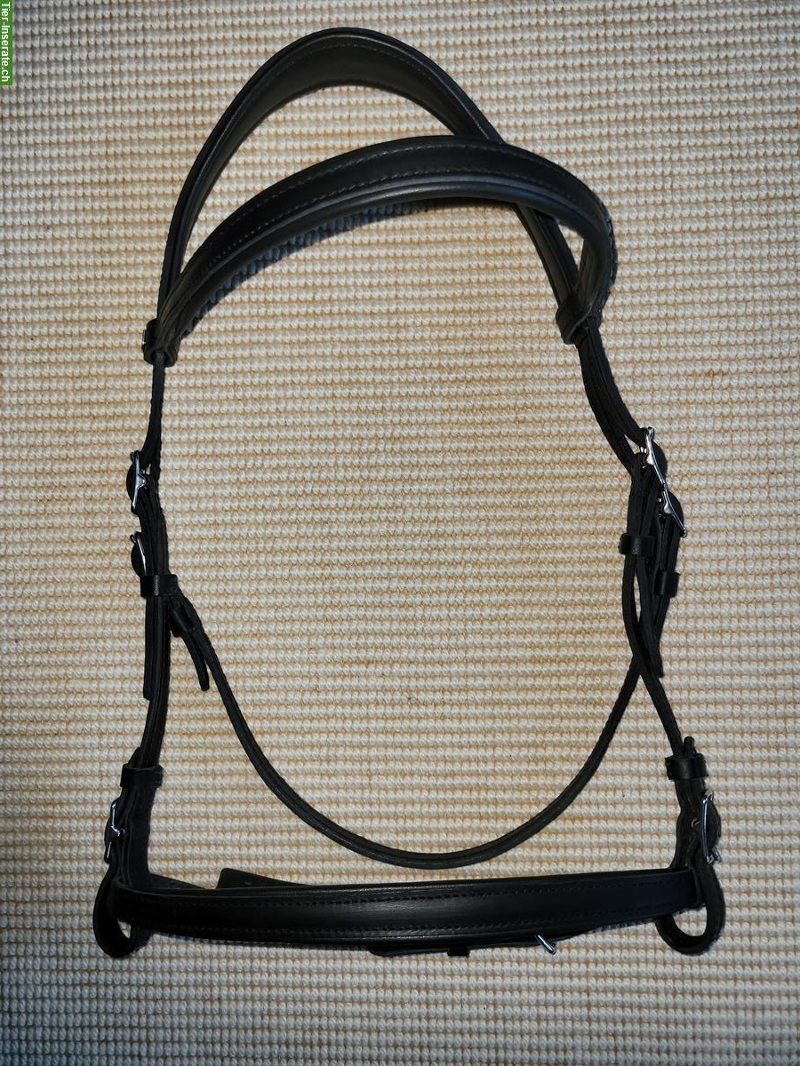 Barockzaum von Hillbury, Grösse Warmblut