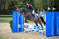 12-jähriger Schweizer Warmblut Wallach zu verkaufen