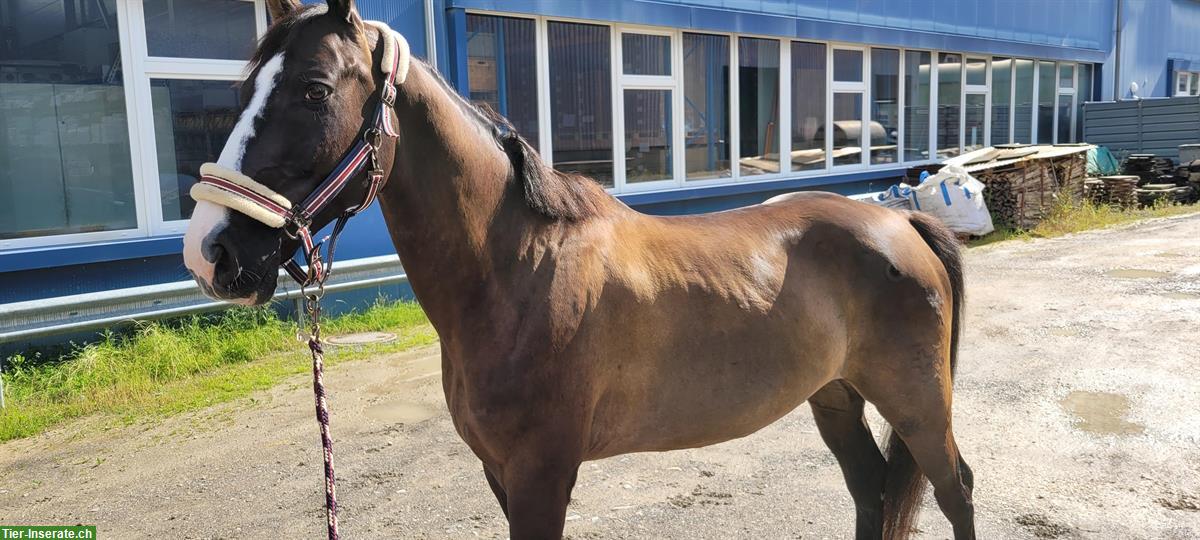 Bild 2: 12-jähriger Schweizer Warmblut Wallach zu verkaufen