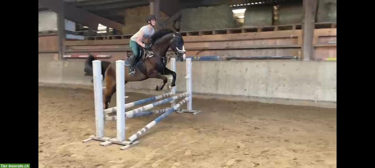 Bild 3: 12-jähriger Schweizer Warmblut Wallach zu verkaufen