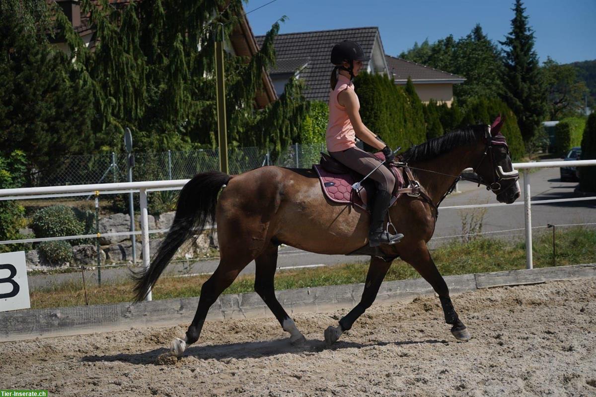 Bild 4: 12-jähriger Schweizer Warmblut Wallach zu verkaufen