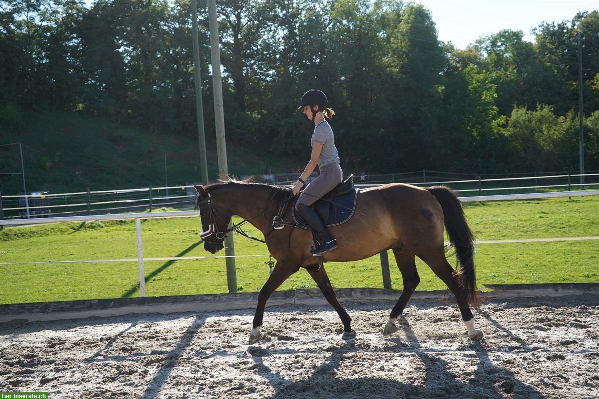 Bild 5: 12-jähriger Schweizer Warmblut Wallach zu verkaufen