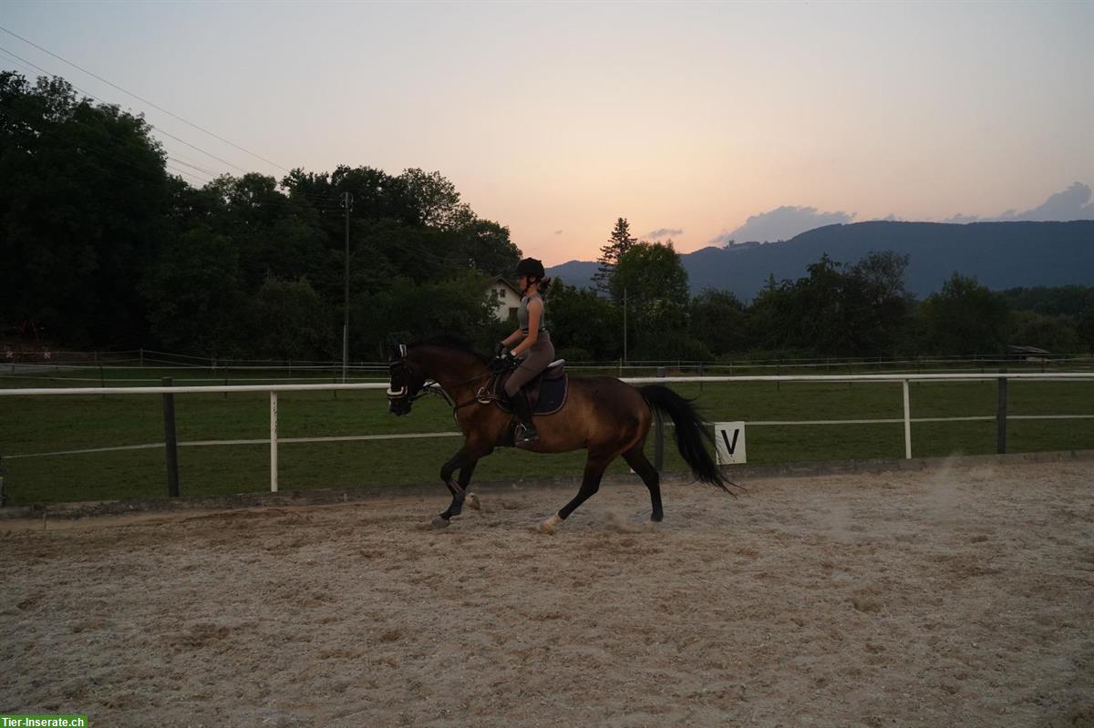Bild 6: 12-jähriger Schweizer Warmblut Wallach zu verkaufen
